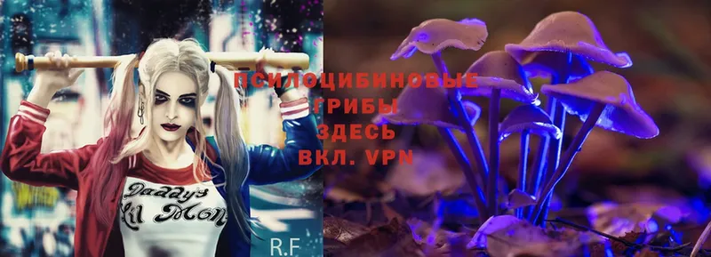 Галлюциногенные грибы Psilocybe  Куровское 